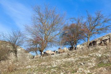 herd of goats on the hill