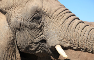 elefante