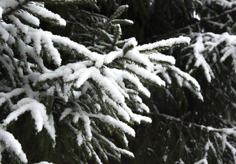 The first Snow fell on the branch to eat