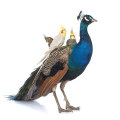 Naklejka premium male blue peacock and calopsitte