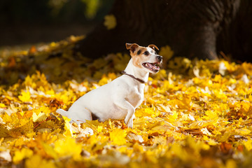 Amazing jack russell terrier in autumn © Zuzana Tillerova