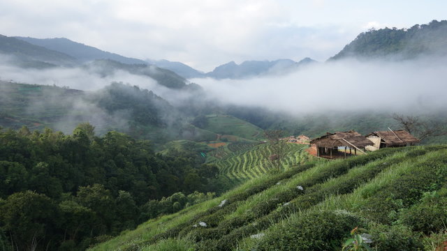 Timelapse Clip. Beautiful Morning at Tea Plantation Field. Doi angkhang, Chiangmai province. THAILAND.