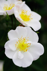 サリー・ホルムズ