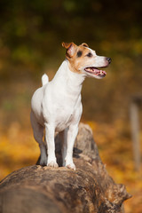 Amazing jack russell terrier in autumn