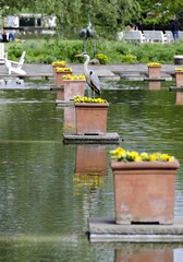 Reiher steht auf einem Blumentopf in einem Teich bei Planten un Blomen, Hamburg, Deutschland