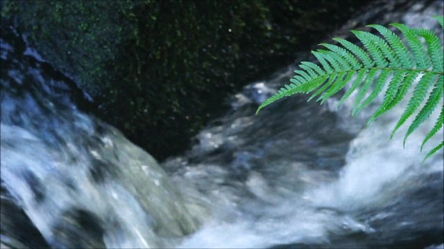 Zen &ndash; Farn an st&ouml;mendem Wasser