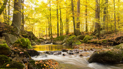 Panele Szklane  Magiczna jesienna rzeka i las