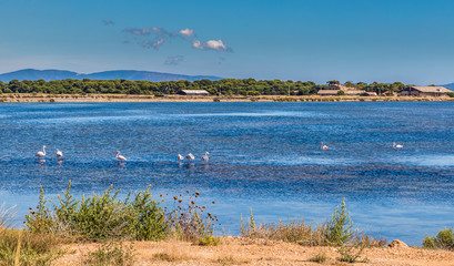 Giens Peninsula,Salt Pan,Flamingos-Hyeres,France