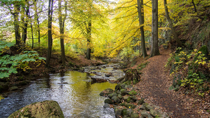 Magic autumn river and forest