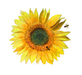 Obraz premium watercolor sunflowers