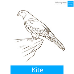Kite bird learn birds coloring book vector