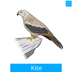 Kite bird learn birds educational game vector