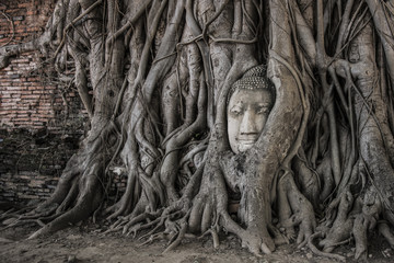 Buddha head in wat Mahathat Ayutthaya