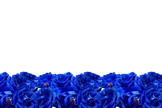 Blue Roses Frame