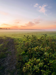 Misty Morning In The Field - Summer Landscape
