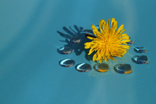 dandelion flower and the drops in the blue #5