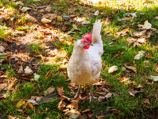 White Chicken Stands Upon Autumn Leaves