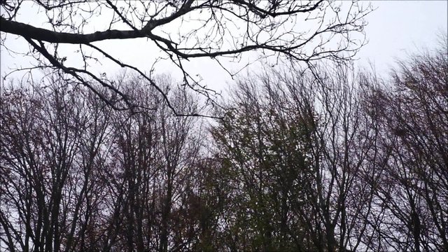 Starker Wind bl&auml;st durch kahle &Auml;ste im Sp&auml;therbst