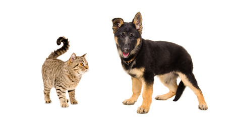 German Shepherd puppy and cat Scottish Straight