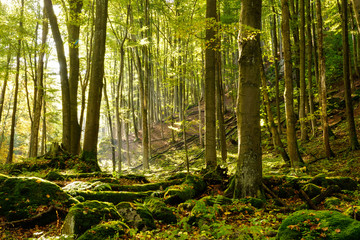 Obraz premium Magic forest