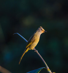 beautiful flavescent bulbul