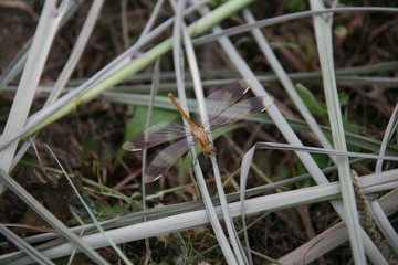 Dragonfly