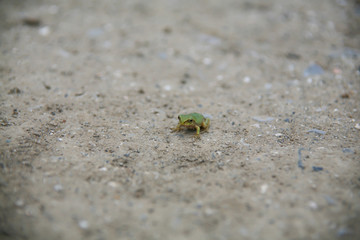 A frog on the ground