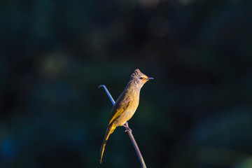 beautiful flavescent bulbul