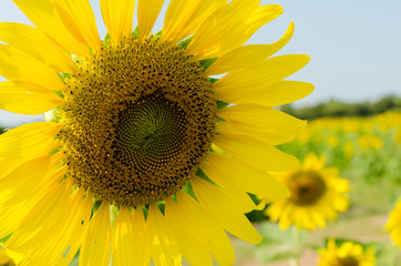 Obraz premium sunflower