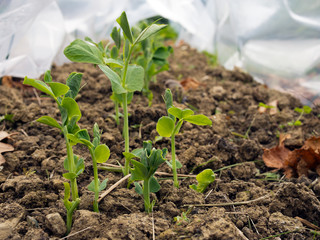 Early peas growing under protection in garden. Vegetable grow yo