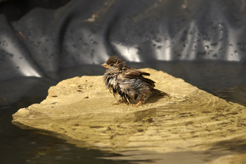 Swimming sparrow