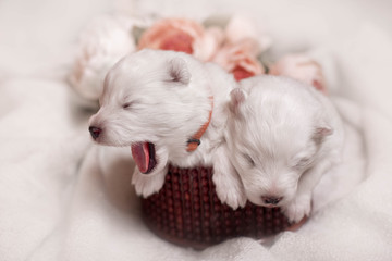 first day puppies for Samoyed dogs