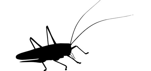 grasshopper, 