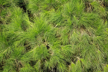 Pine needles background