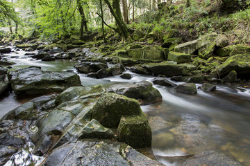 Obraz premium Waldfluss