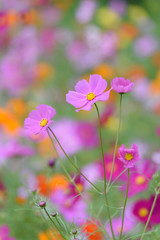 Fototapeta premium 万博記念公園 コスモス