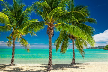 Fototapeta na wymiar Three palm trees over blue lagoon in Fiji