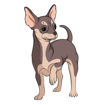Vector illustration of colored chihuahua on a white background.