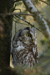 Tengmalms owl (Aegolius funereus)