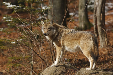EUROPEAN WOLF, canis lupus