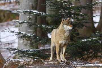 EUROPEAN WOLF, canis lupus