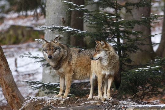 Fototapeta EUROPEAN WOLF, canis lupus