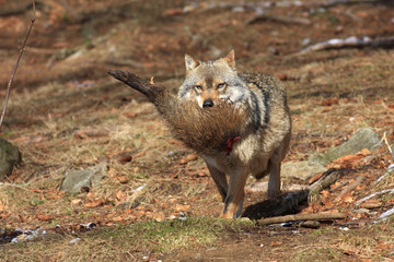 EUROPEAN WOLF, canis lupus