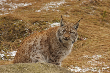 Eurasian Lynx (Lynx lynx)