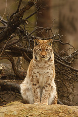 Obraz premium Eurasian Lynx (Lynx lynx)