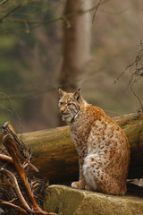 Eurasian Lynx (Lynx lynx)