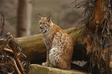 Eurasian Lynx (Lynx lynx)
