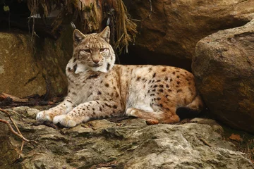Fototapeten Eurasian Lynx (Lynx lynx) © Reise-und Naturfoto