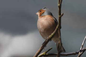 ommon chaffinch (Fringilla coelebs), male sitting on branch, Hedmark, Norway, Europe