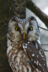 Tengmalms owl (Aegolius funereus)